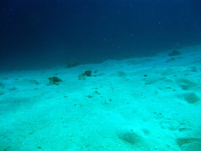 current caco3 dissolution at seafloor anthropogenic co2 1 703