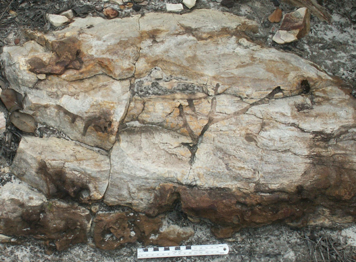 eocene animal trace fossils 1 703
