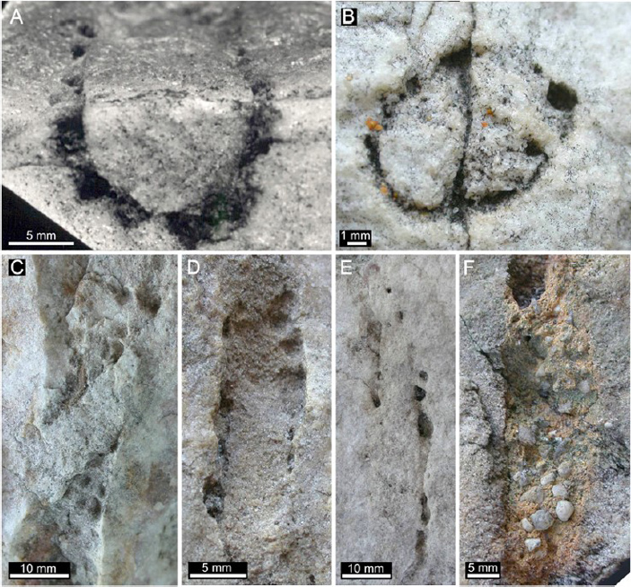 eocene animal trace fossils 4 703